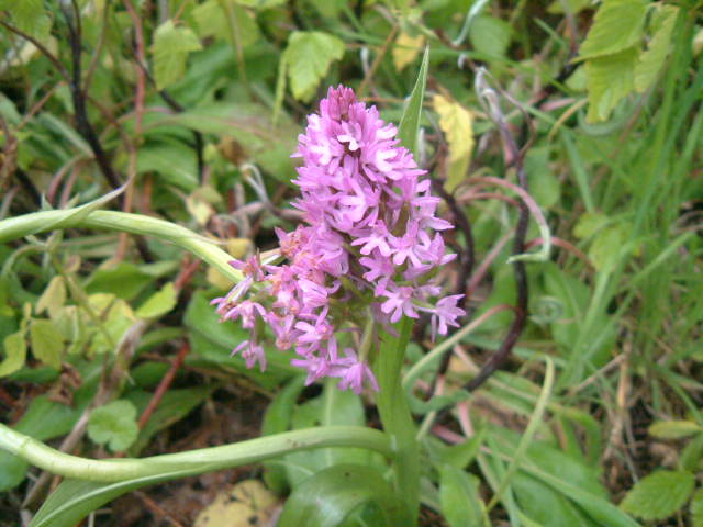 orchis pyramidale